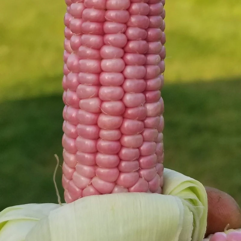 Maïs 'Mini Pink Popcorn' bio