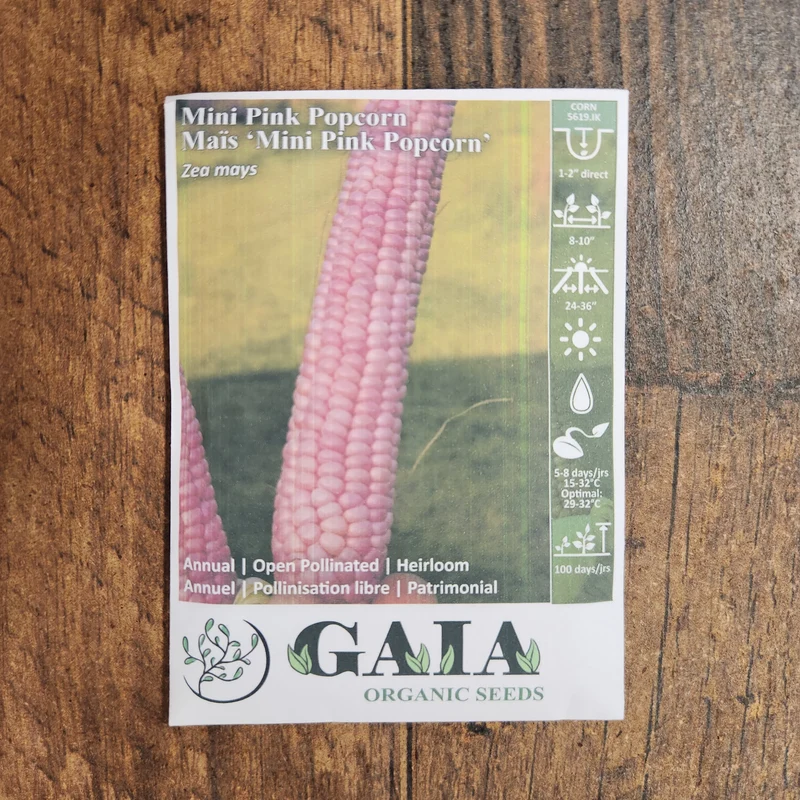 Maïs 'Mini Pink Popcorn' bio