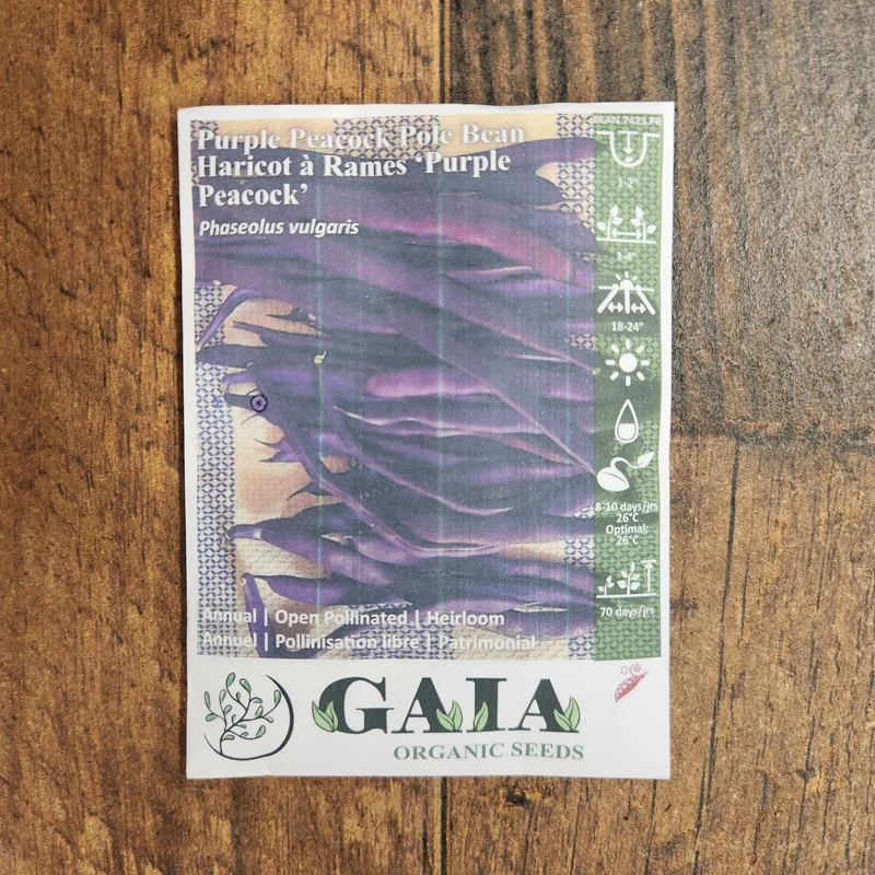 Haricot grimpant 'Purple Peacock' bio