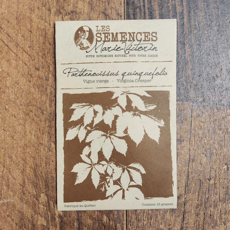 Vigne vierge