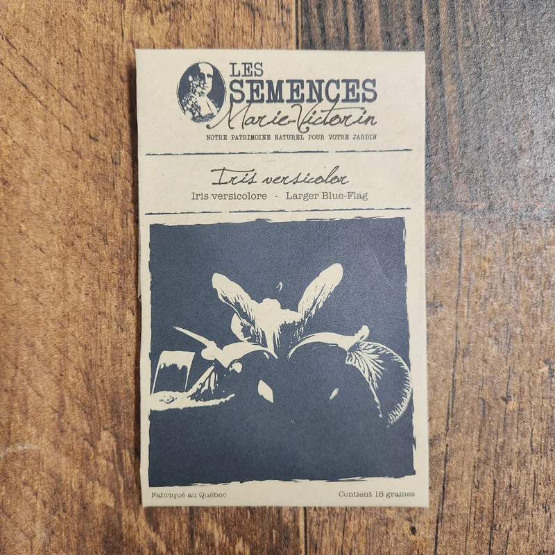 Iris versicolore