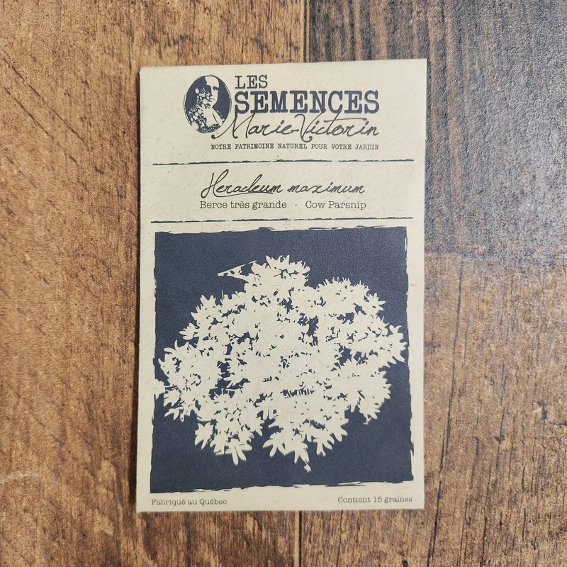 Berce très grande