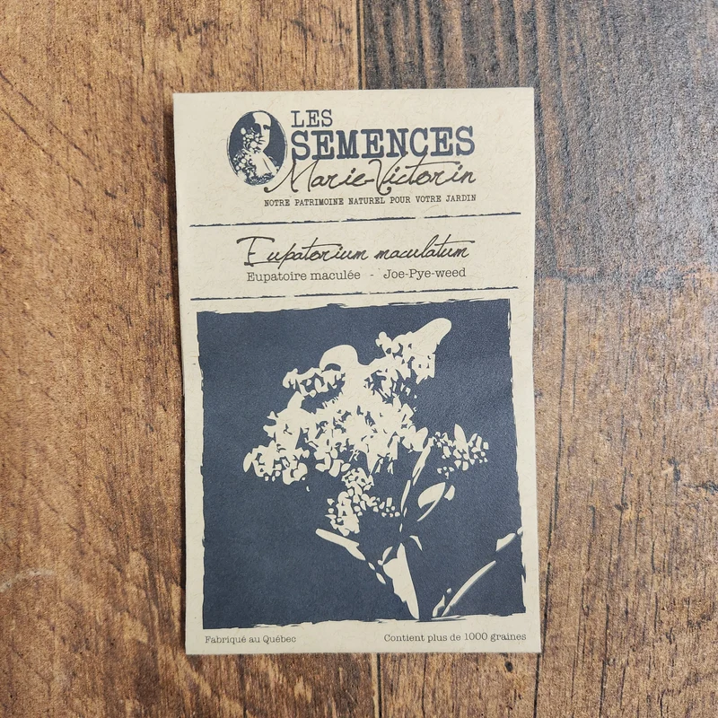 Eupatoire maculée