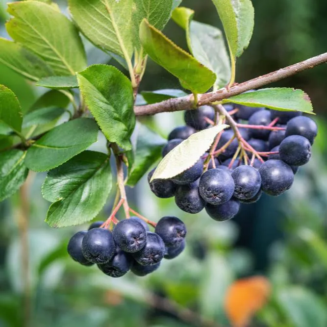 Aronie à fruits noirs