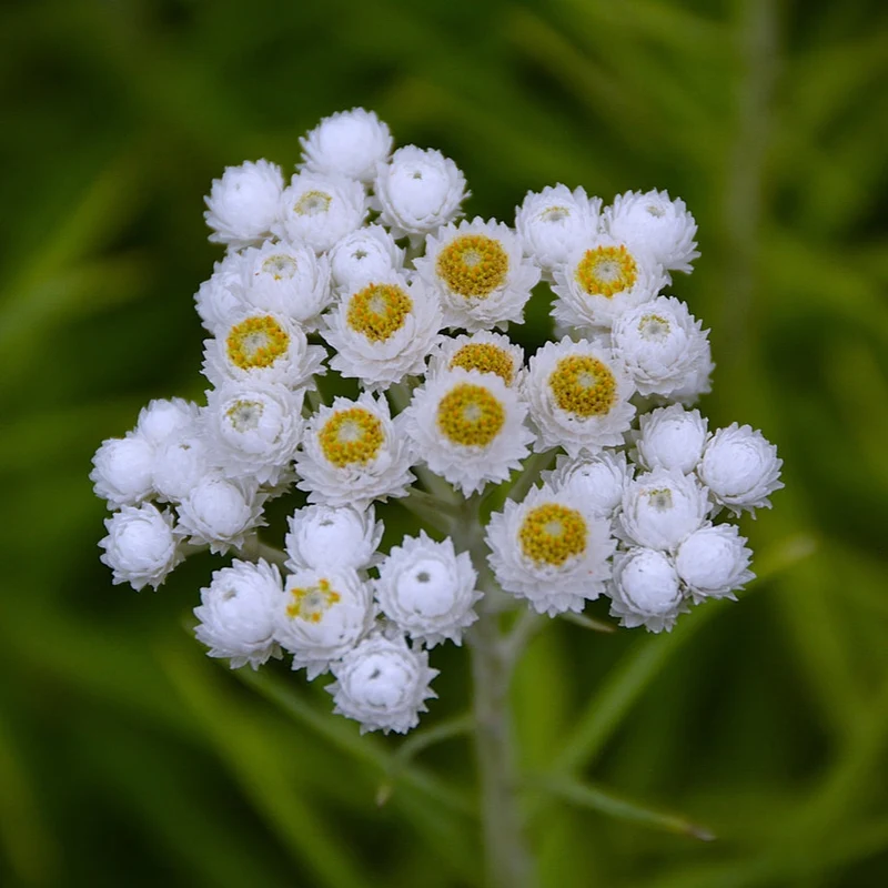 Immortelle