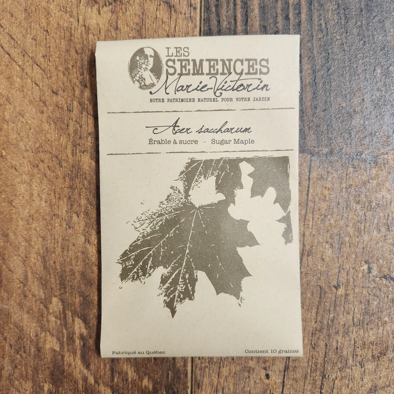 Érable à sucre