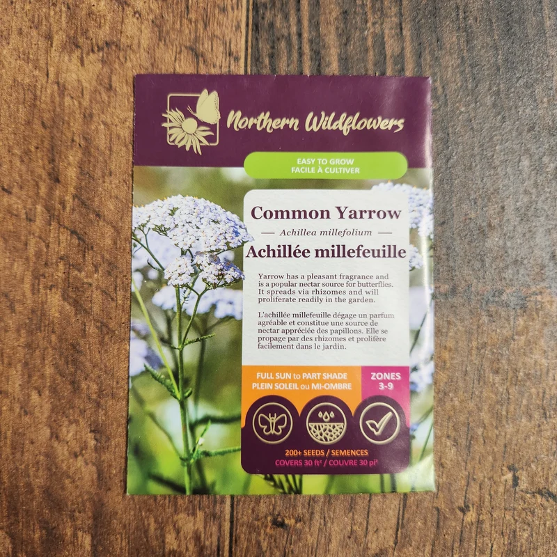 Achillée millefolium