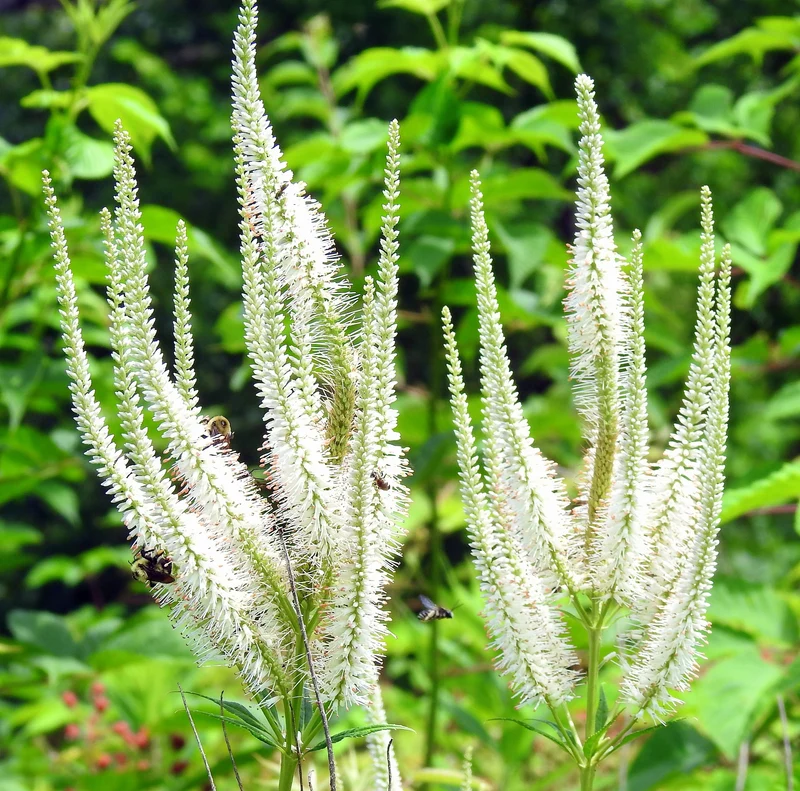 Véronique de Virginie ( Veronicastrum virginicum )