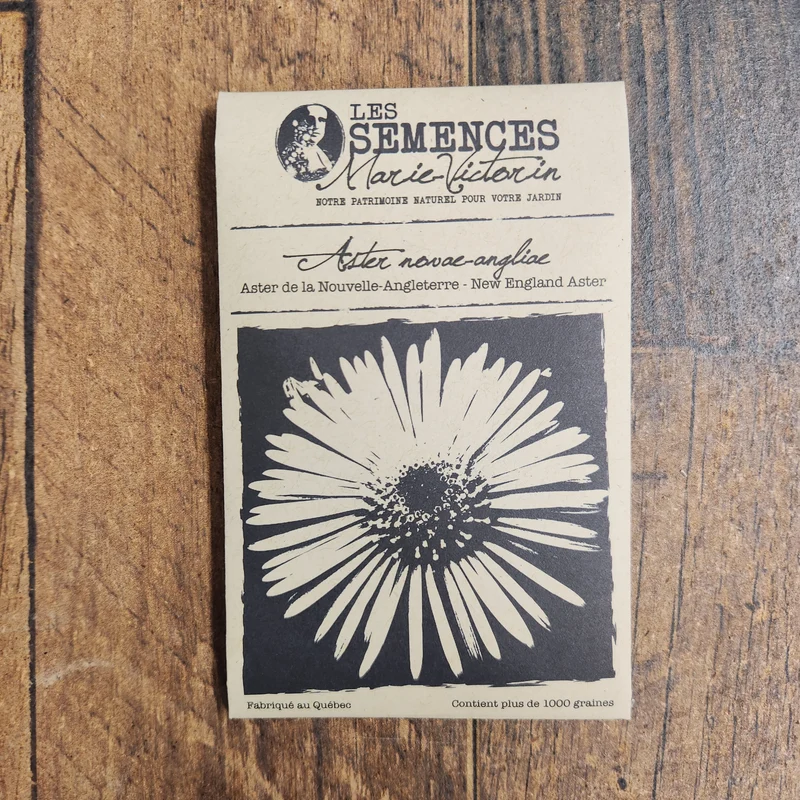 Aster de la Nouvelle-Angleterre