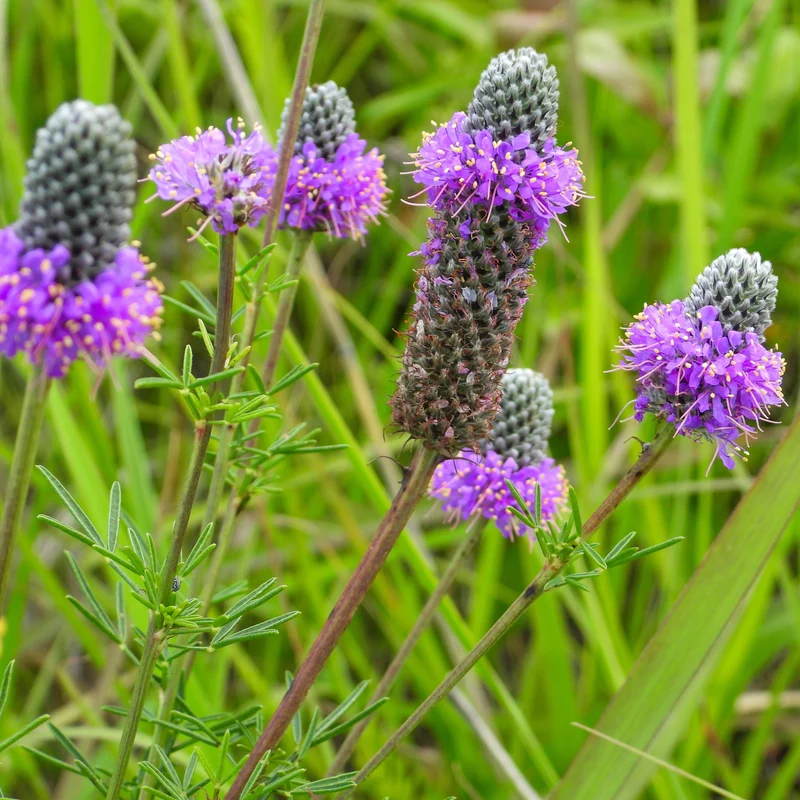 Dalée Violette