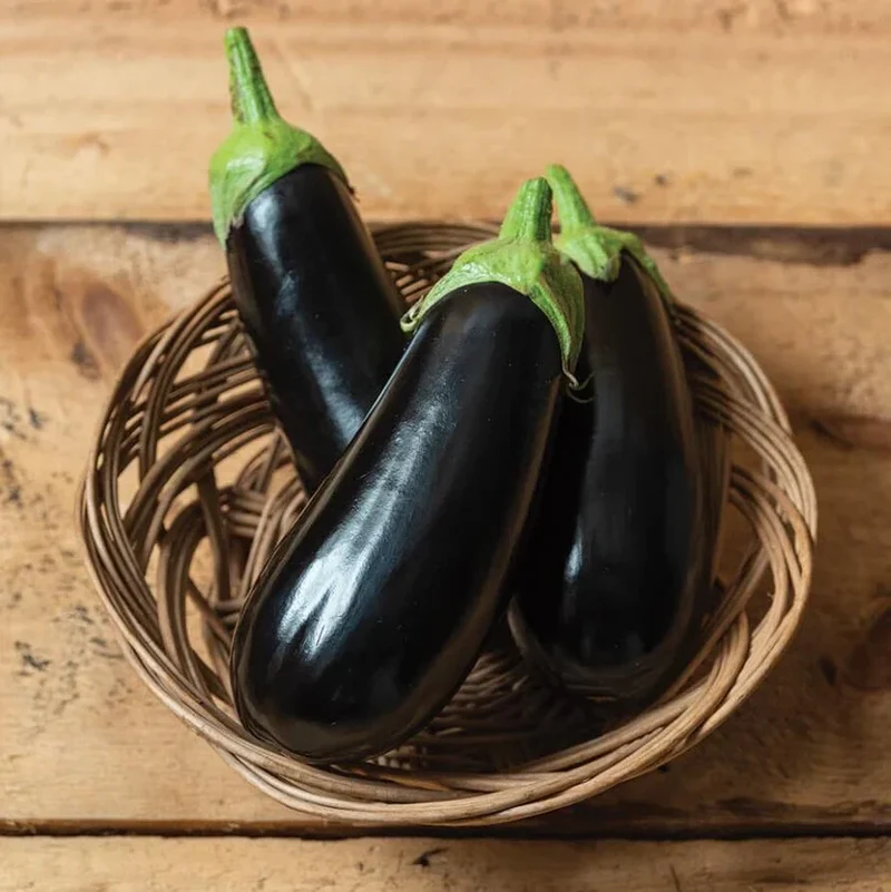 Aubergine 'Alonzo' F1
