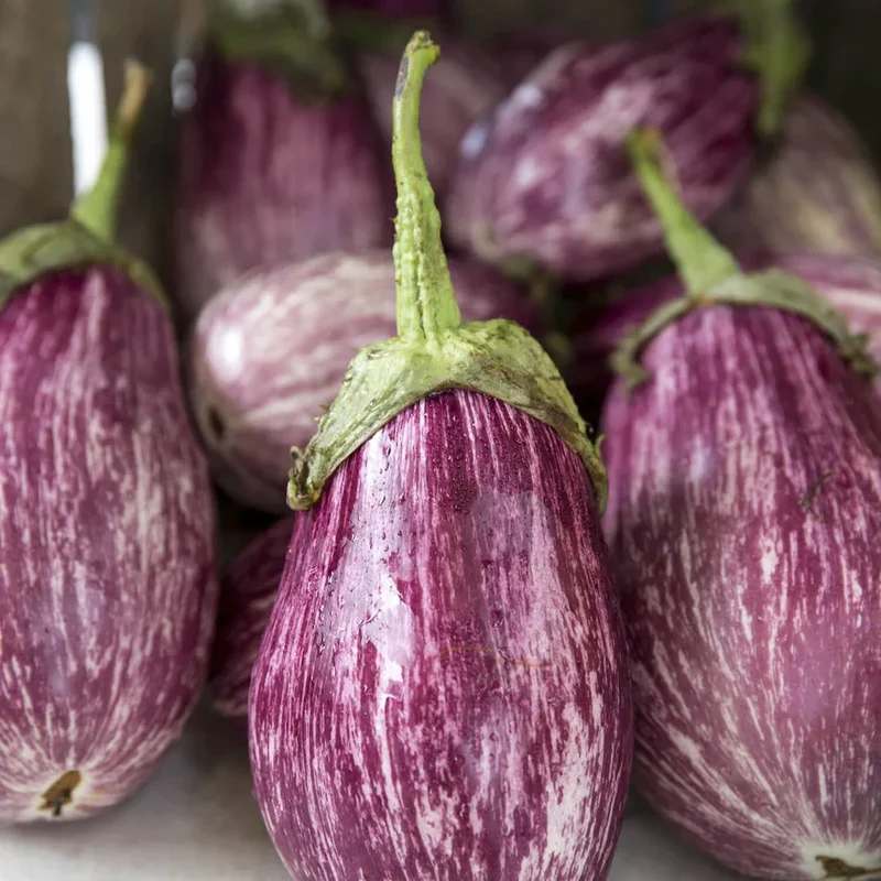 Aubergine 'Enzo' F1