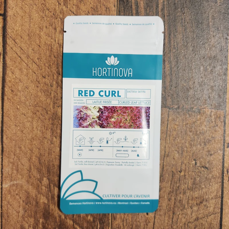 Laitue Frisée Rouge 'Red Curl'