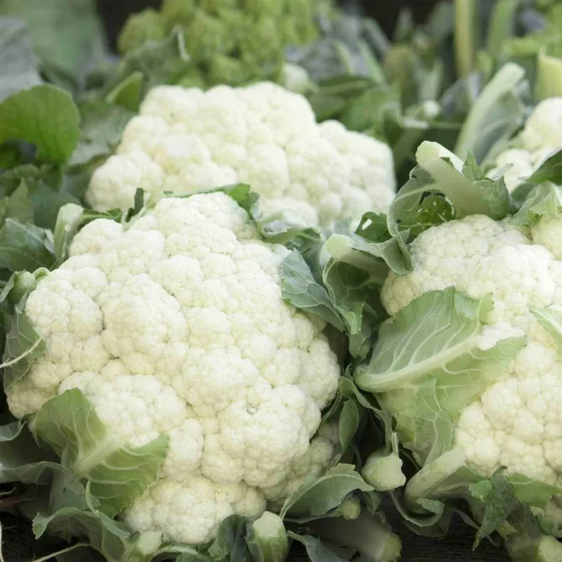 Chou-fleur blanc 'Unibotra'