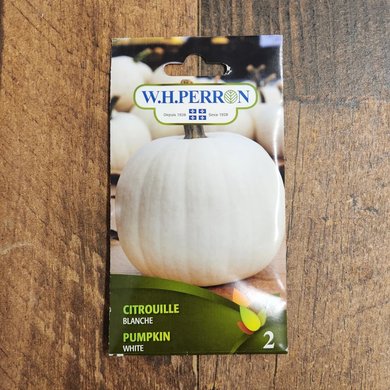 Citrouille blanche ( Cucurbita maxima )