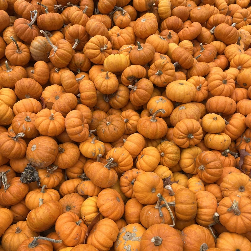 Citrouille miniature ( Cucurbita pepo )