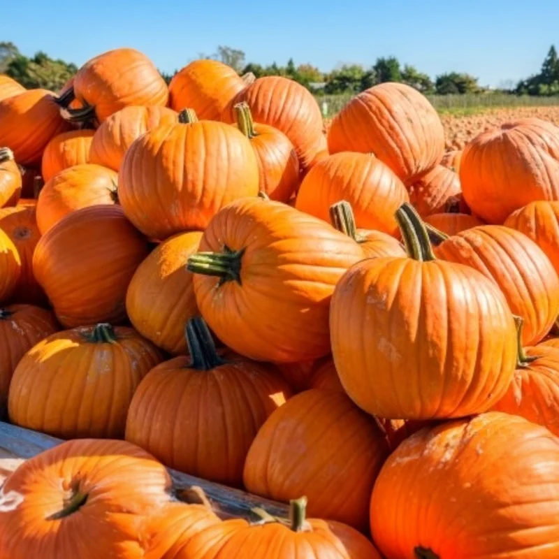 Citrouille orange ( Cucurbita pepo )