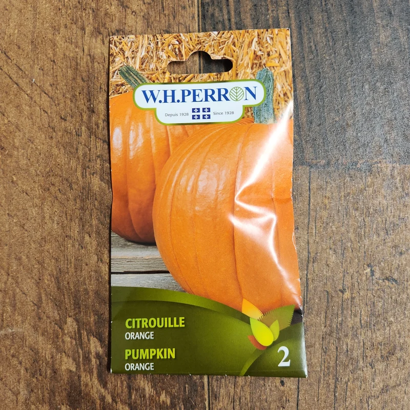 Citrouille orange ( Cucurbita pepo )
