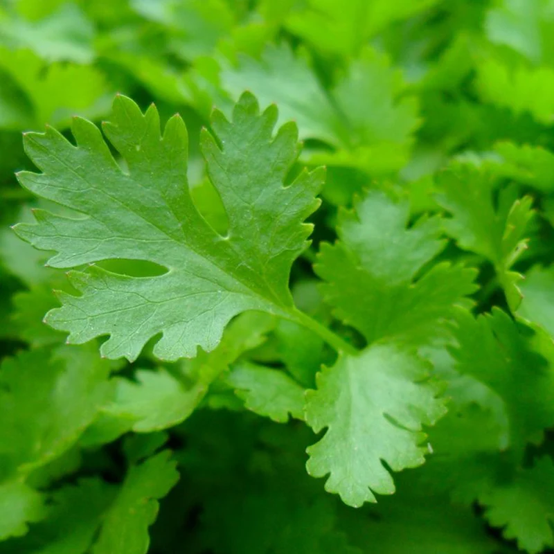 Persil italien bio ( Petroselinum crispum )