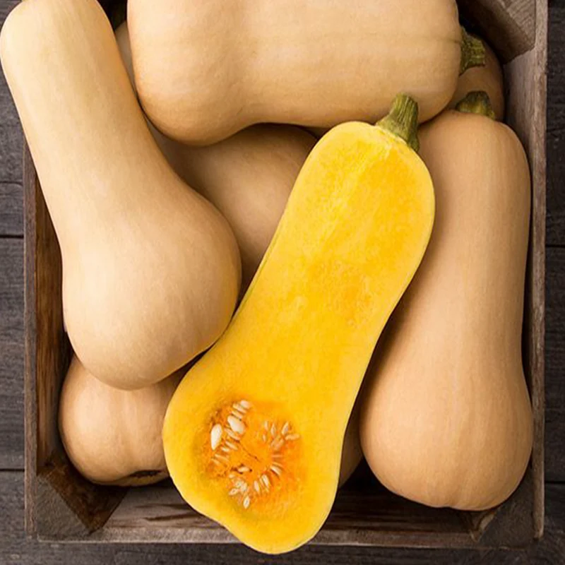 Courge ‘Butternut’ bio ( Cucurbita moschata )