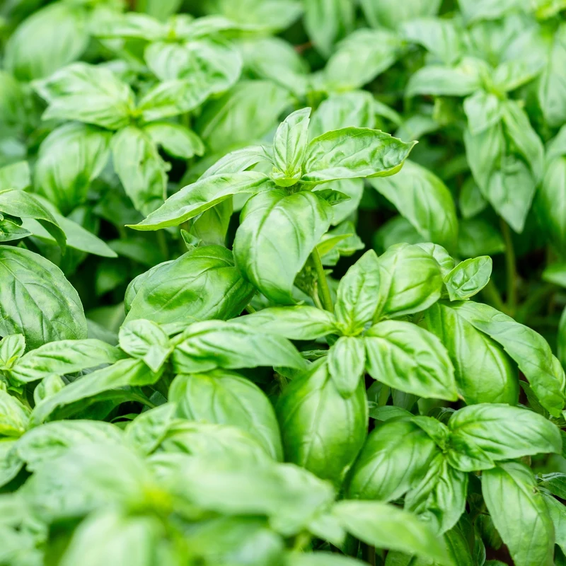 Basilic ‘Genovese’ bio ( Ocimum basilicum ‘Genovese’)
