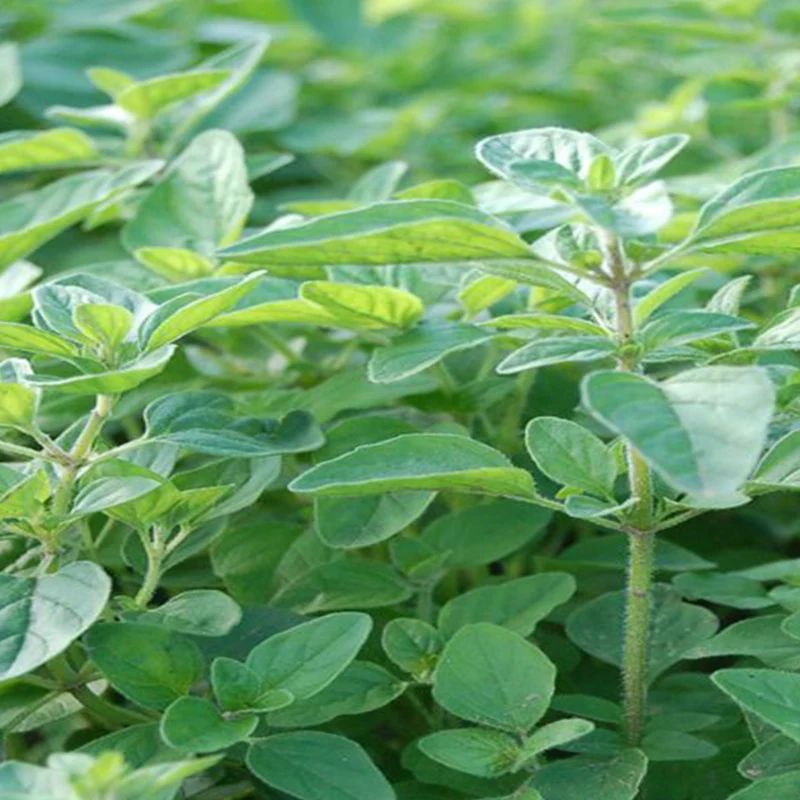 Origan grec bio ( Origanum vulgare subsp. hirtum )
