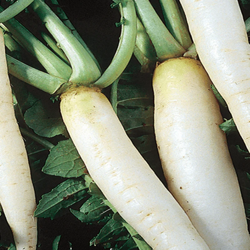 Radis daikon bio ( Raphanus sativus var. longipinnatus )