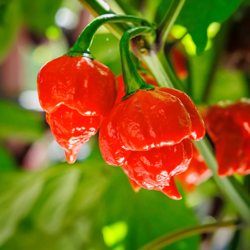 Piment fort ‘Trinidad Scorpion’ rouge bio ( Capsicum chinense ‘Trinidad Scorpion Red’)