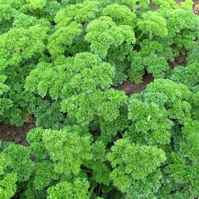 Persil frisé bio ( Petroselinum crispum )