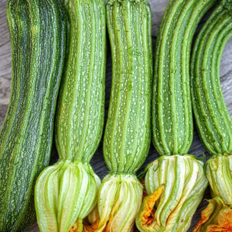 Zucchini italien ‘Costata Romanesco’ bio ( Cucurbita pepo ‘Costata Romanesco’)