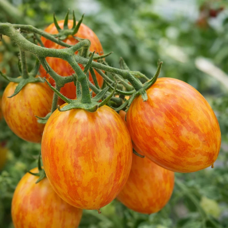 Tomate cerise marbrée ‘Tropical Sunset’ bio ( Solanum lycopersicum ‘Tropical Sunset’)