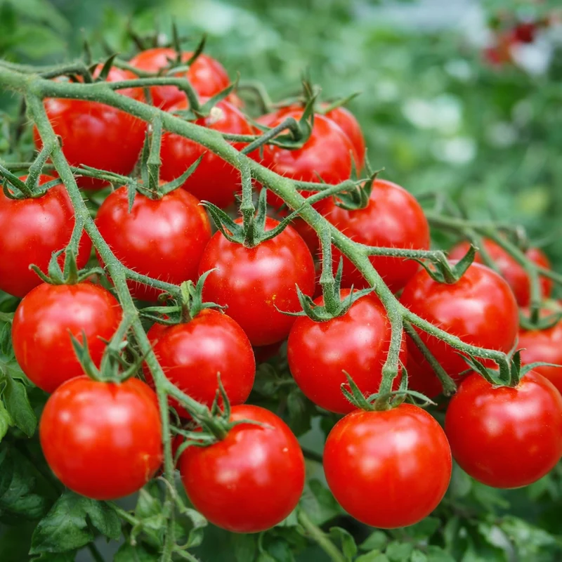 Tomate cerise rouge ‘Sweetie’ bio ( Solanum lycopersicum ‘Sweetie’)