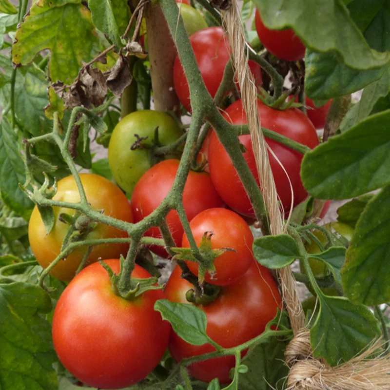 Tomate ‘Sub Arctic’ bio ( Solanum lycopersicum ‘Sub Arctic’)