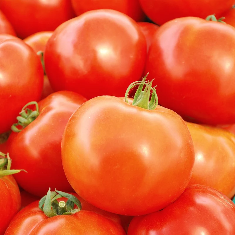 Tomate ‘Rutgers’ bio ( Solanum lycopersicum ‘Rutgers’)