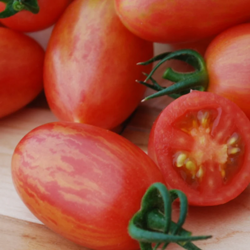 Tomate marbrée ‘Maglia Rosa’ bio ( Solanum lycopersicum ‘Maglia Rosa’)