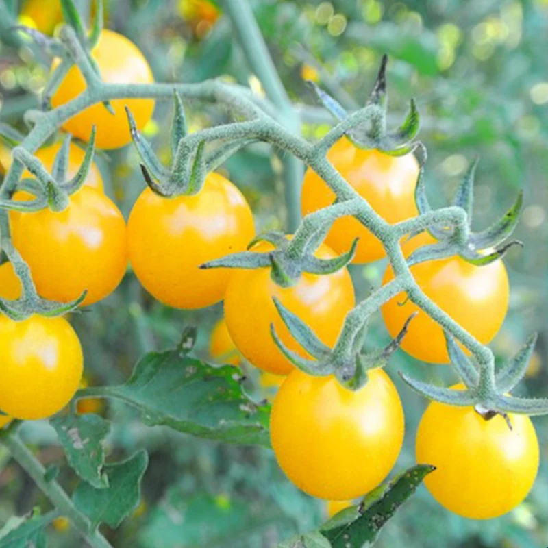 Tomate cerise jaune ‘Igleheart’ bio ( Solanum lycopersicum ‘Igleheart’)
