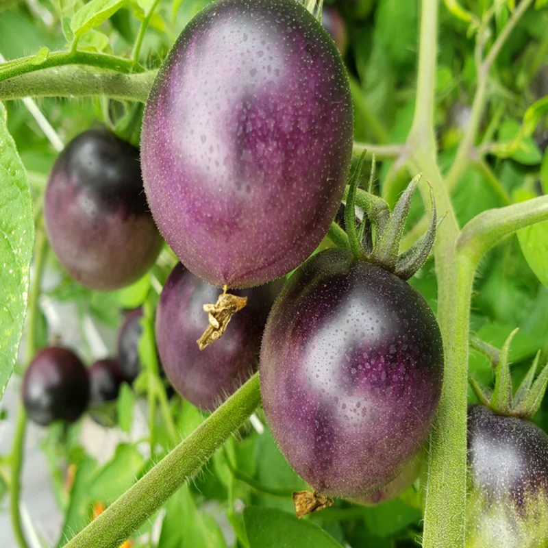 Tomate cerise ‘Dancing with Smurfs’ bio ( Solanum lycopersicum ‘Dancing with Smurfs’)