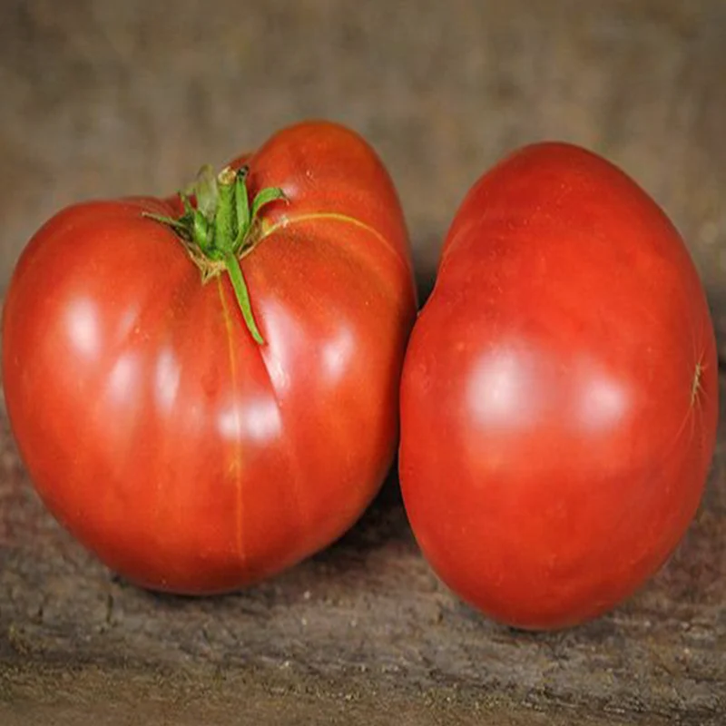 Tomate ‘Carbon’ bio ( Solanum lycopersicum ‘Carbon’)
