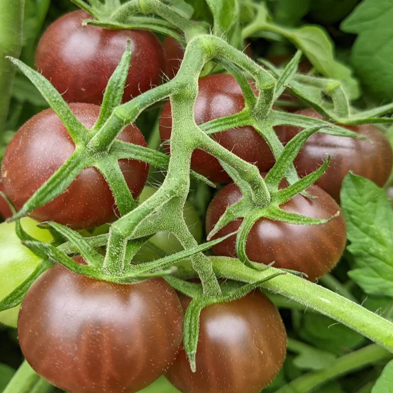 Tomate cerise ‘Black Opal’ bio ( Solanum lycopersicum ‘Black Opal’)