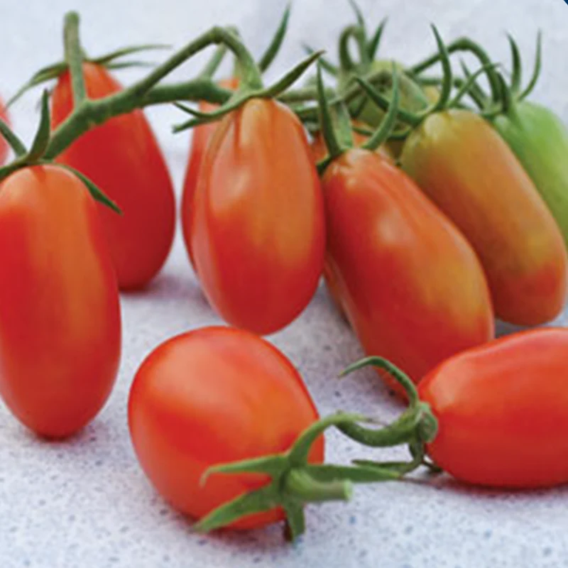 Tomate cerise rouge ‘Baby Roma’ bio ( Solanum lycopersicum ‘Baby Roma’)