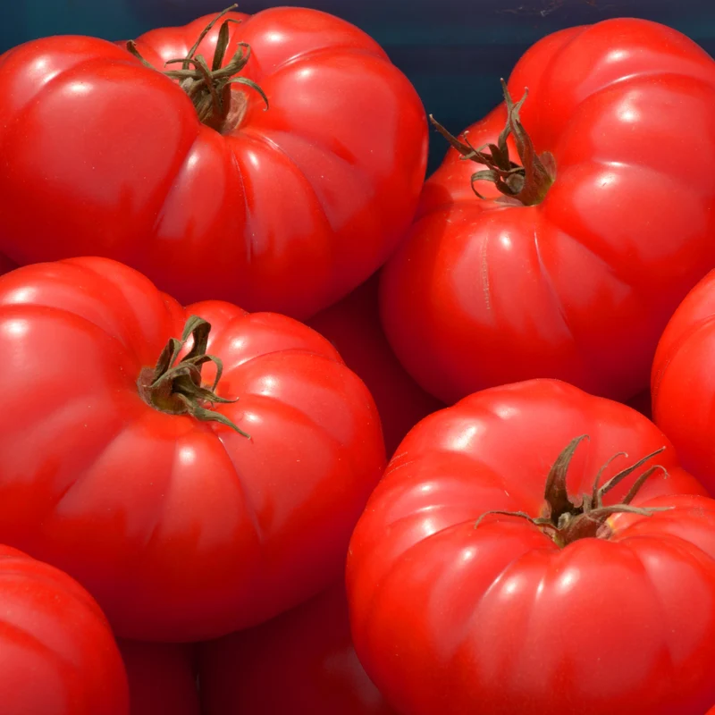 Tomate ‘Beefsteak’ bio ( Solanum lycopersicum ‘Beefsteak’)