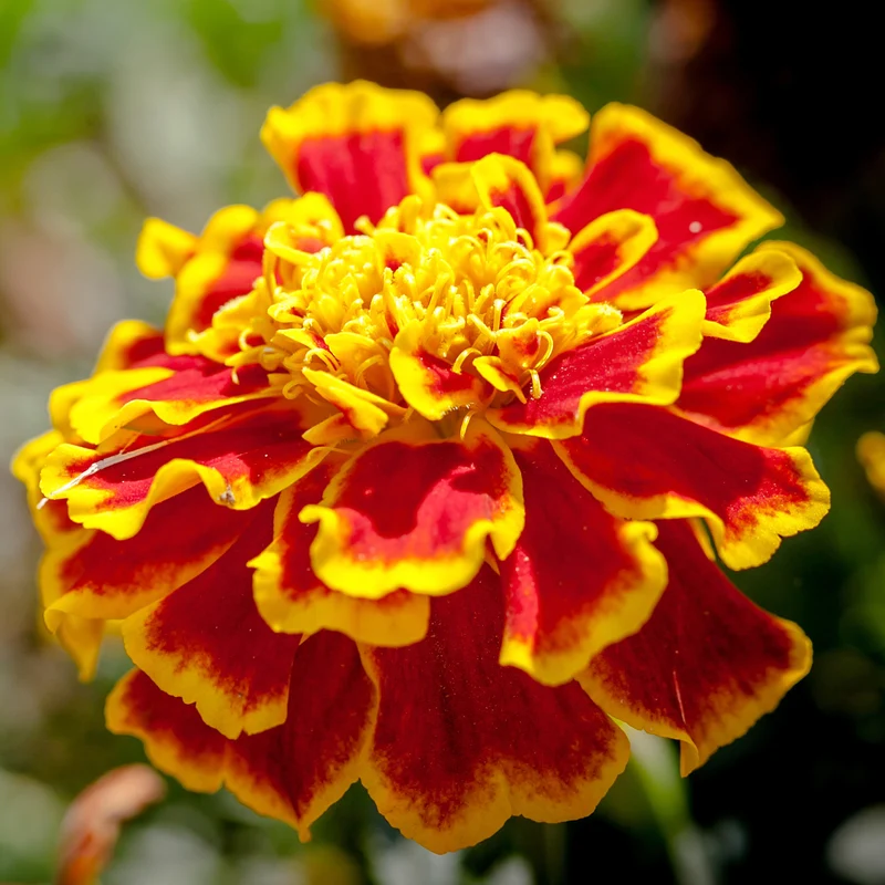 Tagète ‘French Sparkly’ bio ( Tagetes patula ‘French Sparkly’)