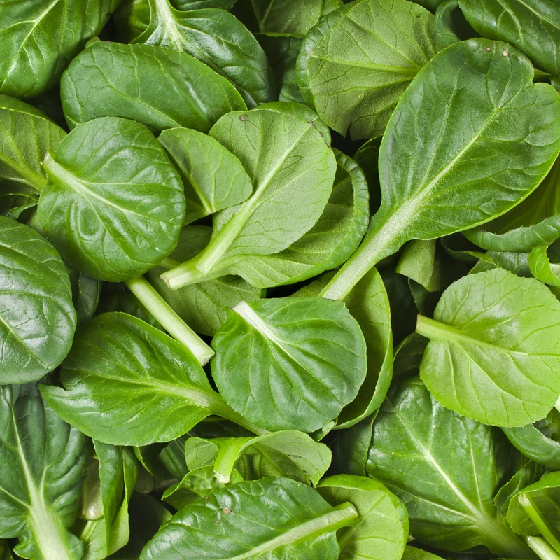 Tatsoï ‘Asian Green’ bio ( Brassica rapa subsp. narinosa ‘Asian Green’)