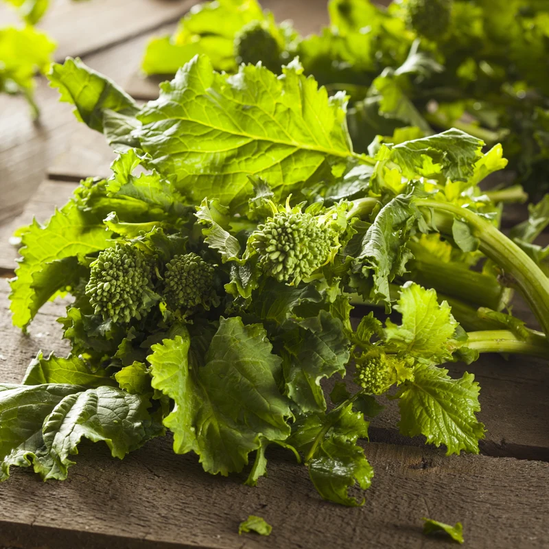 Rapini bio ( Brassica rapa Ruvo Group)