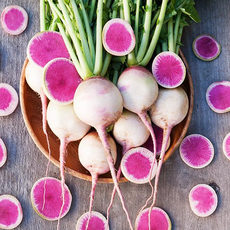 Radis ‘Melon d’eau’ bio ( Raphanus sativus ‘Watermelon’)