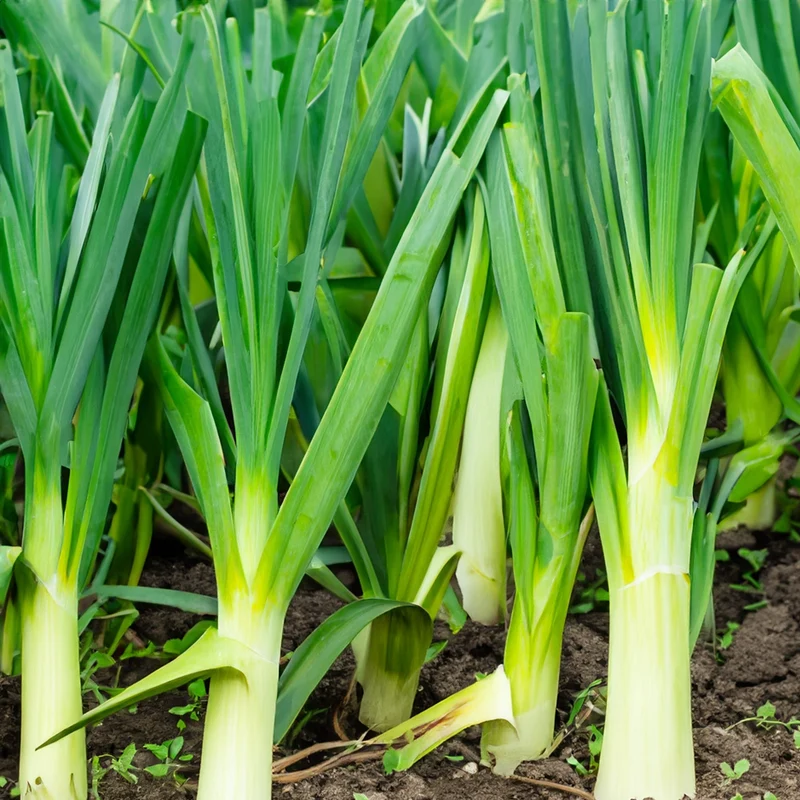 Poireau d’été ‘Alto’ bio ( Allium ampeloprasum var. porrum ‘Alto’)
