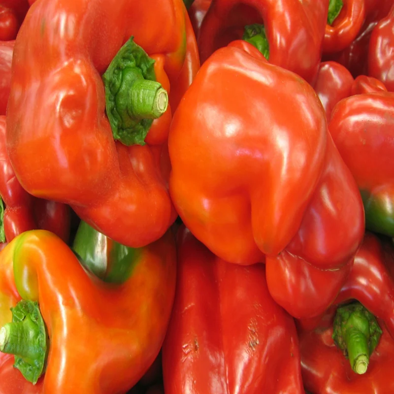 Poivron rouge ‘Yankee Bell’ bio ( Capsicum annuum ‘Yankee Bell’)
