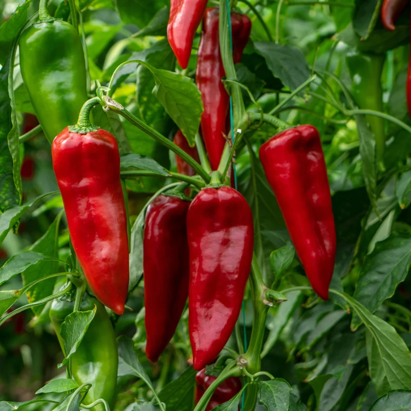 Poivron rouge long ‘Melrose’ bio ( Capsicum annuum ‘Melrose’)