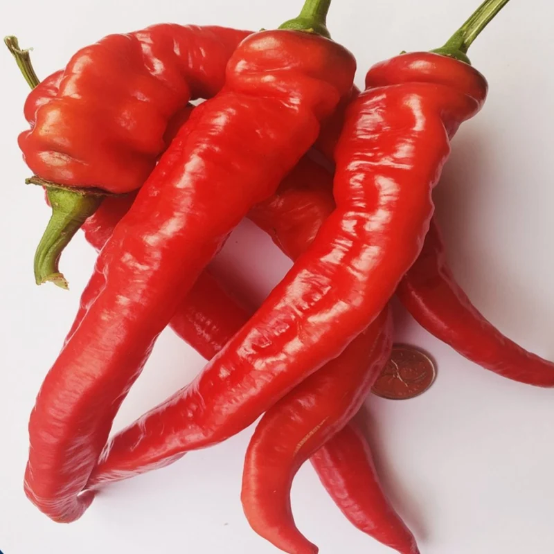 Poivron rouge ‘Jimmy Nardello’ bio ( Capsicum annuum ‘Jimmy Nardello’)