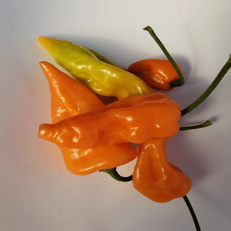 Poivron orange ‘Habanada’ bio ( Capsicum chinense ‘Habanada’)